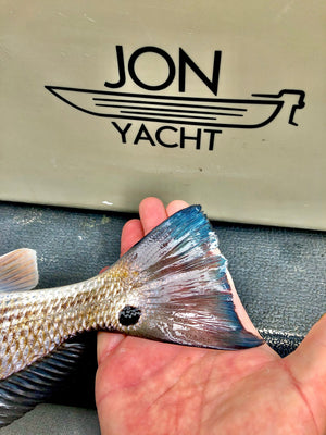 Hand holding a redfish tail with blue fins, in front of a white "JON YACHT" boat logo sticker.